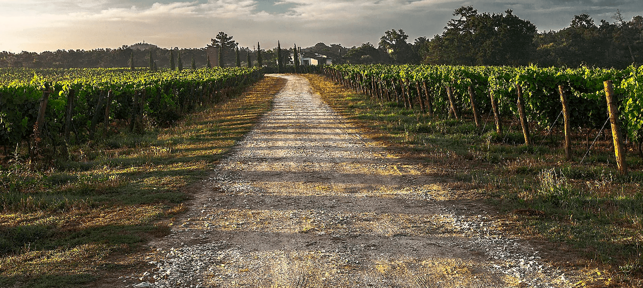 Dirt Road Through Winery